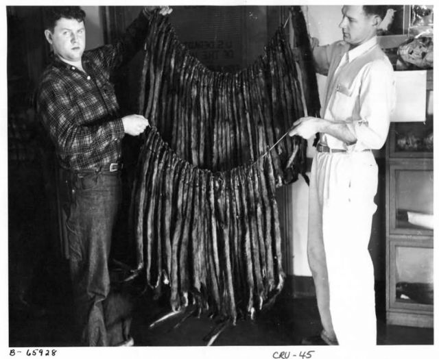 Agent Childers and Seized Mink Skins Picture