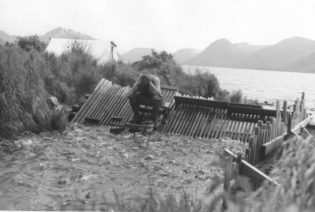 Karluk Weir, Moraine Creek Picture