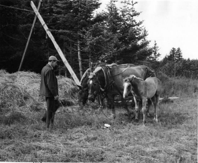 Frank Beals with Work Horses on Kodiak Picture