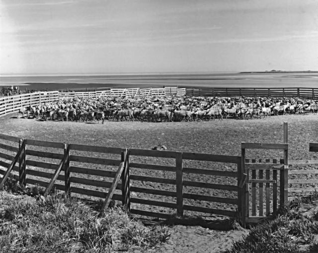 Reindeer Corrals on Nunivak Island Picture
