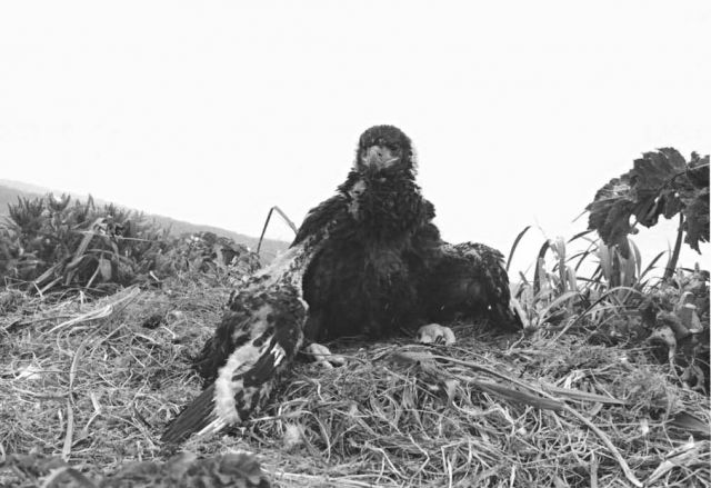 Bald Eagle Chick in Nest Picture