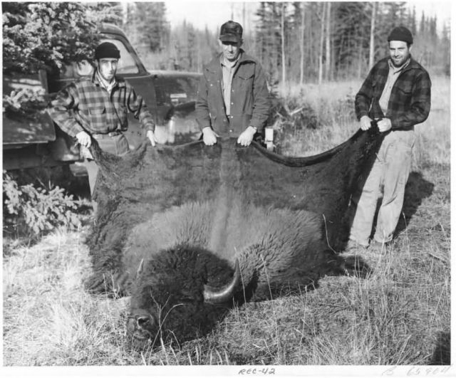 Bison Hunters at Big Delta Picture
