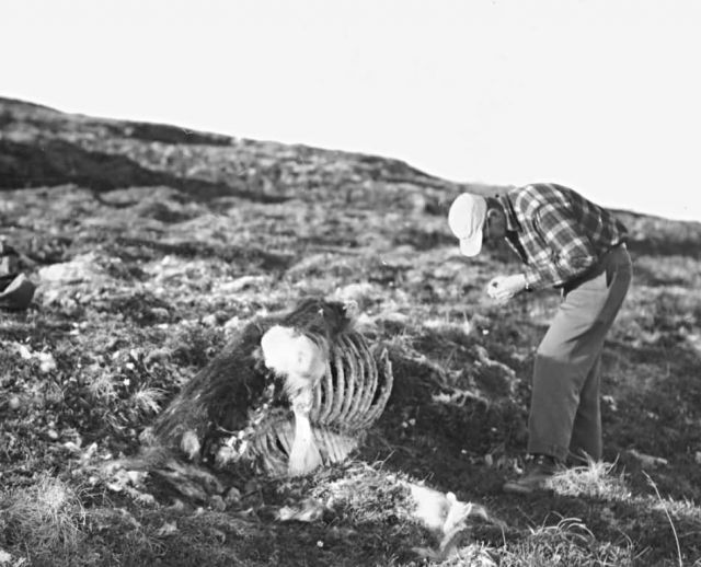 Biologist Chatelain Examines Dead Musk Ox Picture