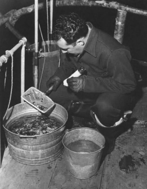 Counting Salmon Fry at Katlian Bay Picture