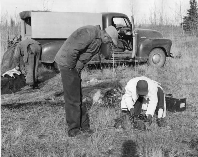 Bert Babero Inspecting Dead Bison Picture