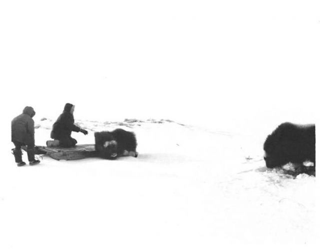 Nunivak Island Musk Ox Transplant Picture