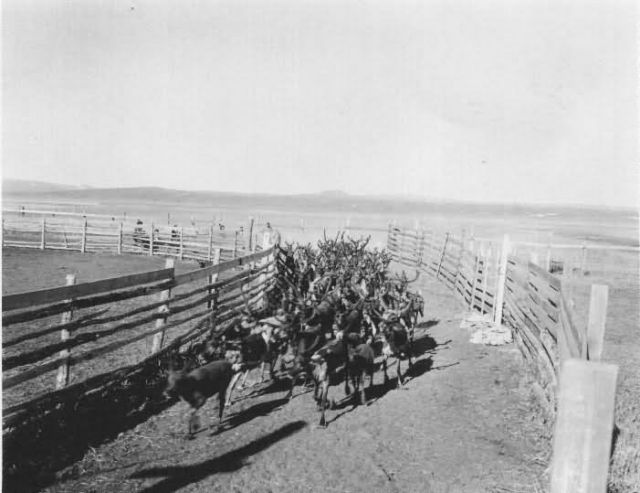 Golovin Reindeer Roundup Picture