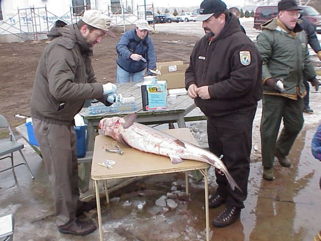 Service Biologist sAssessS turgeon Picture
