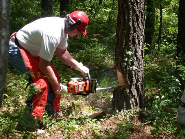 Chainsaw 1 Picture