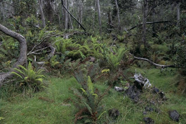 Hakalau Forest National Wildlife Refuge Picture
