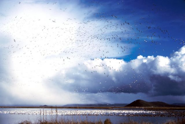 Lower Klamath National Wildlife Refuge Picture