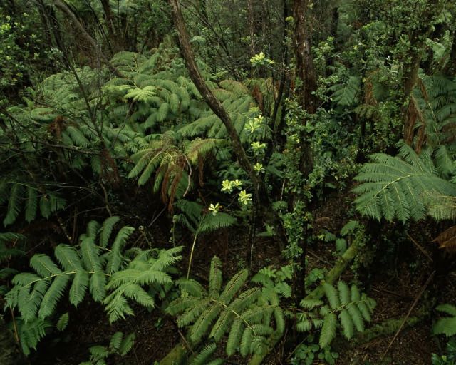 Hakalau Forest National Wildlife Refuge, Hawaii Picture