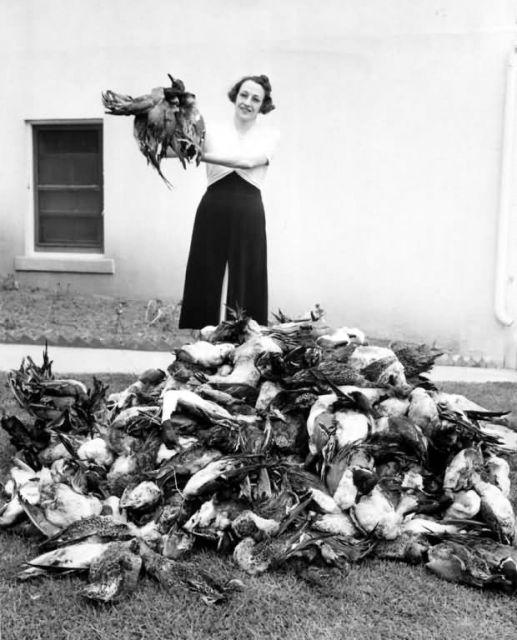 Market Hunting of Waterfowl Picture