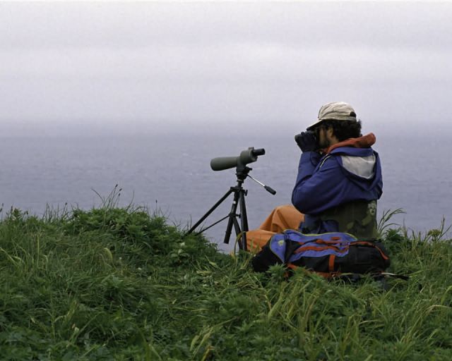 Wildlife Observation at Alaska Maritime NWR Picture