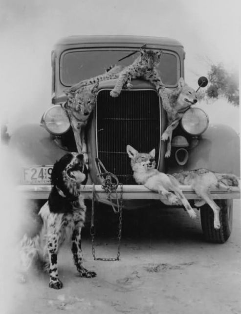 Illegal Wildlife Trade Picture