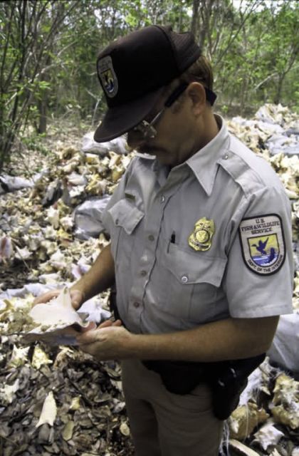 FWS Employee With Conch Shell Picture