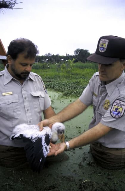 FWS Workers with Wood Stork Chick Picture