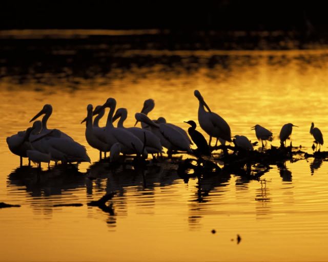 J. N. Ding Darling National Wildlife Refuge Picture