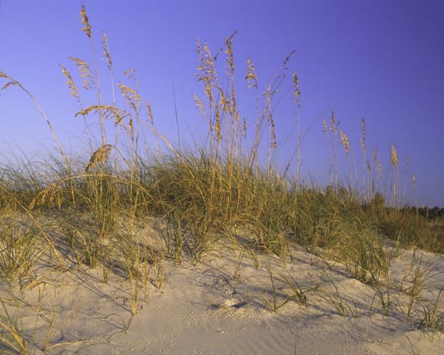 Bon Secour National Wildlife Refuge Picture