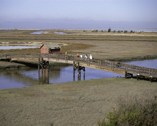 Don Edwards San Franciso Bay NWR, California Picture