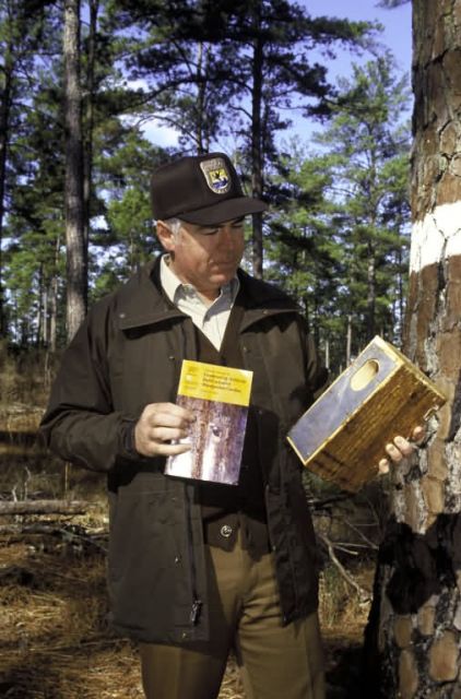FWS Employee Checks Red Cockaded Woodpecker Nest Box Picture
