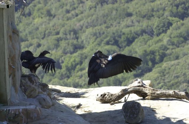 California Condors Picture