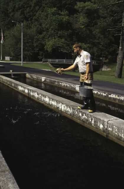 Feeding Fish in Hatchery Raceway Picture