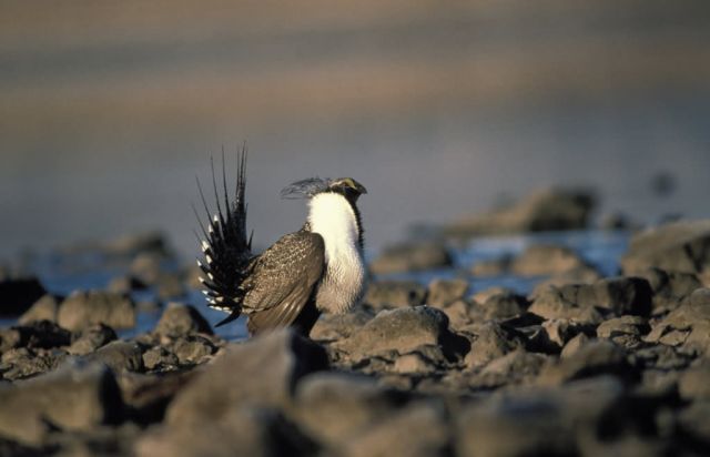 Greater sage grouse Picture