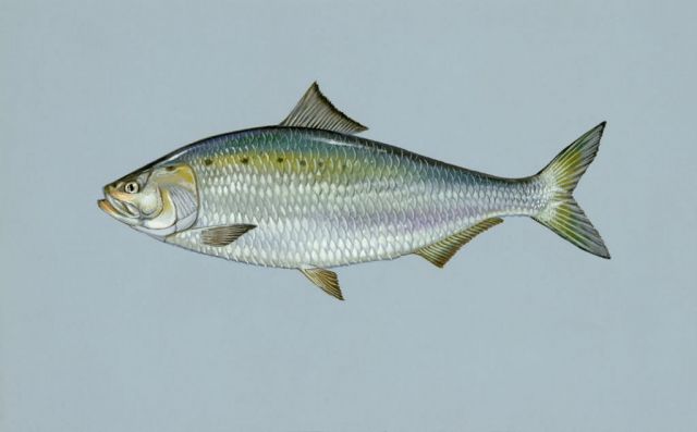 American shad Picture