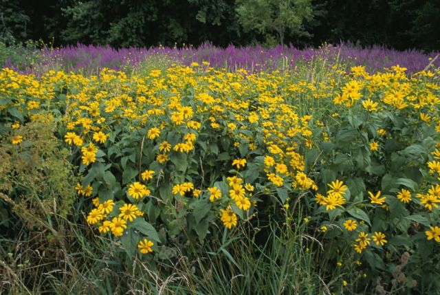 Invasive Purple Loosestrife at Montezuma NWR Picture
