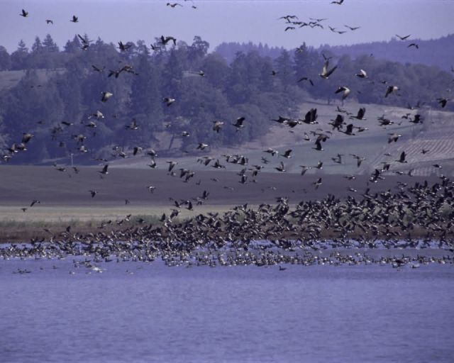 Ankeny National Wildlife Refuge, Oregon Picture