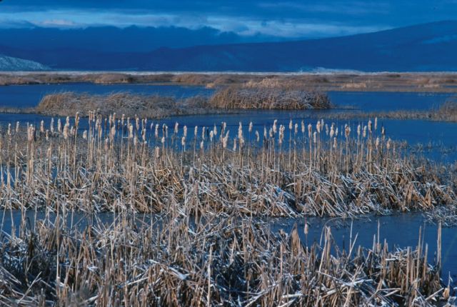 Lower Klamath National Wildlife Refuge Picture