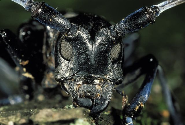 Asian Longhorn Beetle Picture
