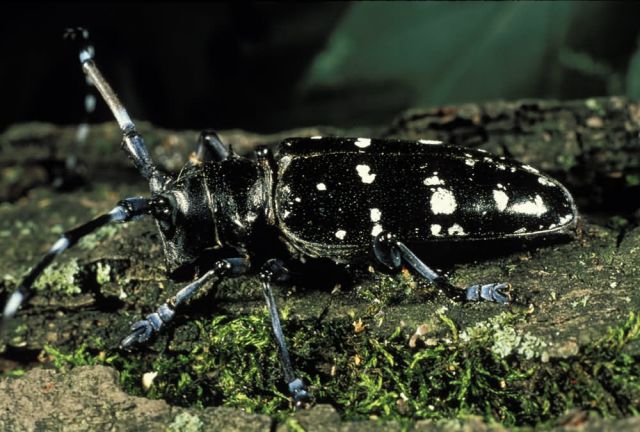 Asian Longhorn Beetle Picture