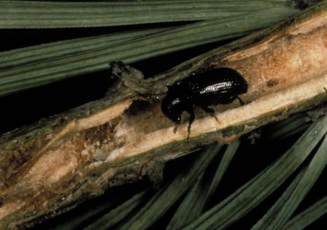 Common Pine Shoot Beetle Picture
