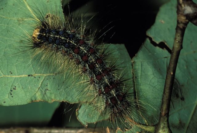 Gypsy Moth Caterpillar Picture
