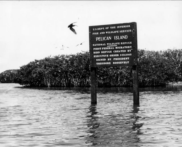 Pelican Island National Wildlife Refuge - 1950 Picture