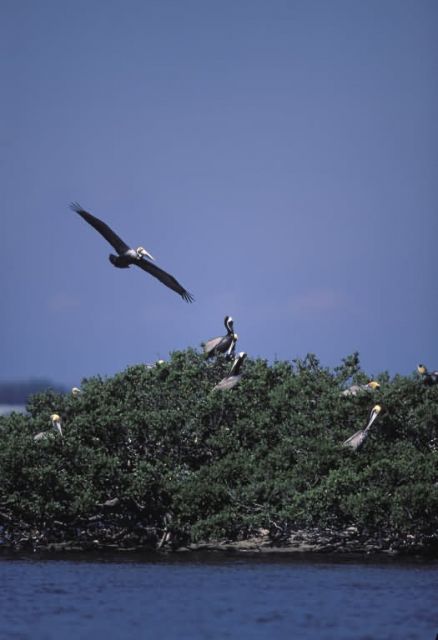 Brown Pelican Flys Over Pelican Island NWR Picture