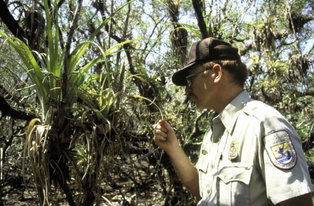 FWS Employee with Bromeliad plant Picture