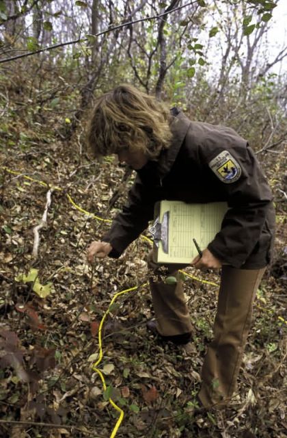FWS Employee Inspects Browse Survey Picture