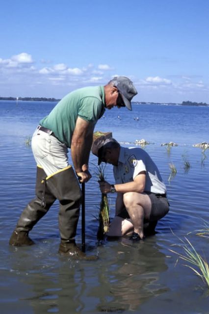 Habitat Restoration at Pelican Island NWR Picture