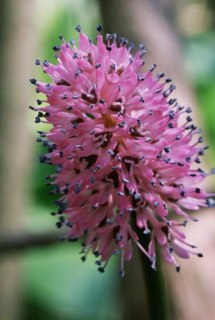 Close up shot of swamp pink Picture