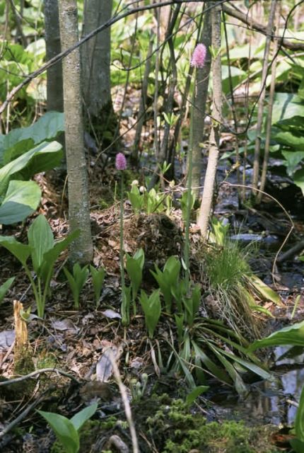 Swamp pink growing in a wetland habitat Picture