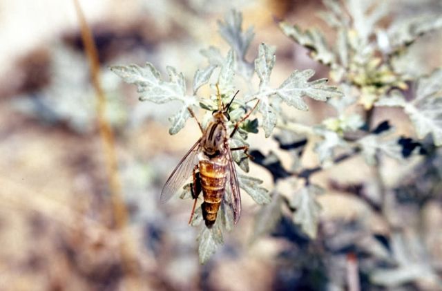 Delhi Sands flower- loving fly Picture