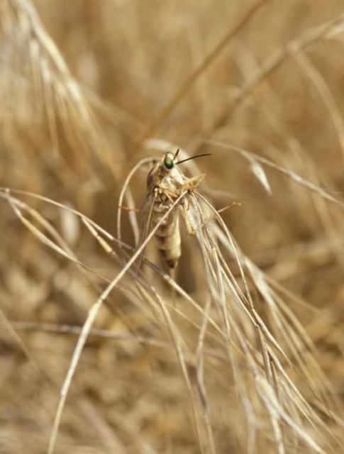 Delhi Sands flower-loving fly Picture