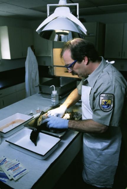 Loon Necropsy Picture