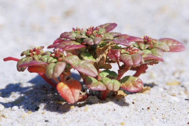 Seabeach Amaranth Picture