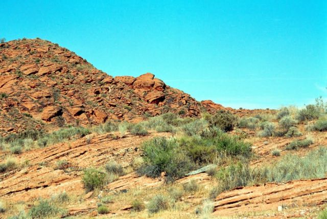 Desert Tortoise Habitat Picture