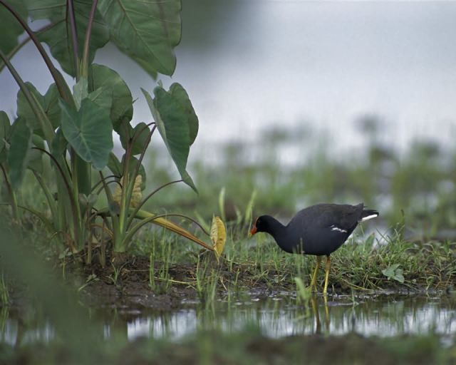 Hawaiian Moorhen at Hanalei NWR Picture
