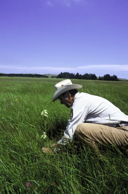 Endangered Plant Research Picture